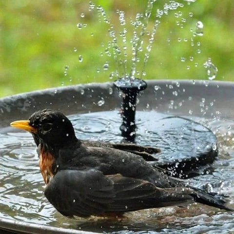 Hummingbird Fountain and Bionic Bird - Limited