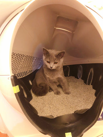 2022 New Self-Cleaning Cat Litter Box
